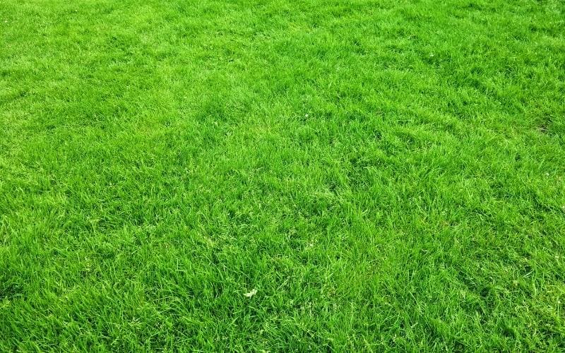 Why, when and how to apply lime to grass Bamboo Society